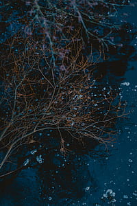 shallow focus photography of brown bare tree thumbnail