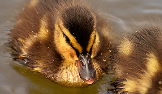 two brown ducks thumbnail