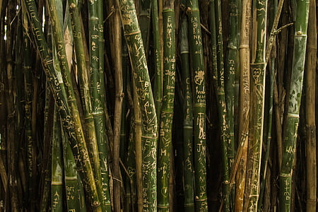 brown and green bamboos thumbnail
