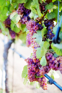 grapes during daytime thumbnail