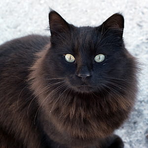 closed-up photography of black cat thumbnail