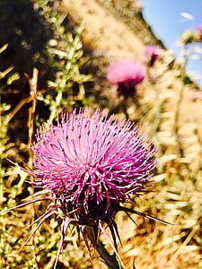 nature, flowers, grass, plant thumbnail