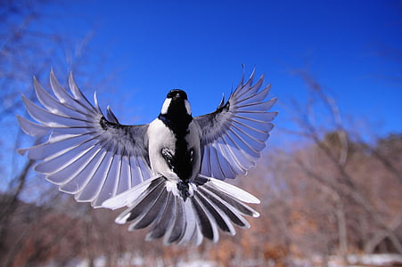 small white and black bird thumbnail