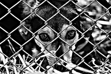 grayscale photo of dog near fence thumbnail