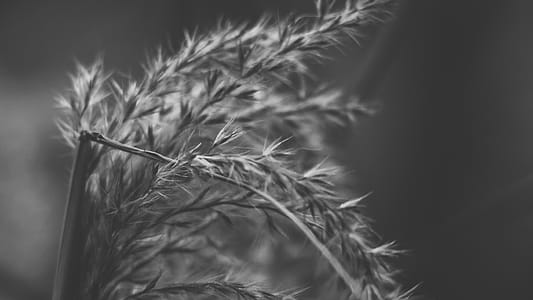Wheat Stalk thumbnail