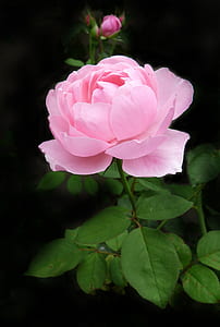 pink peony flower macro photography thumbnail