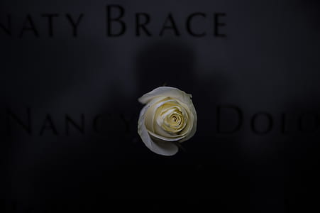white rose near grey surface thumbnail
