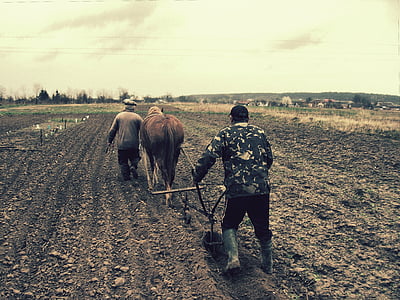 two person walking with brown cow on brown field thumbnail