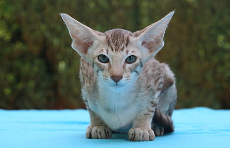 brown cat on blue mat thumbnail