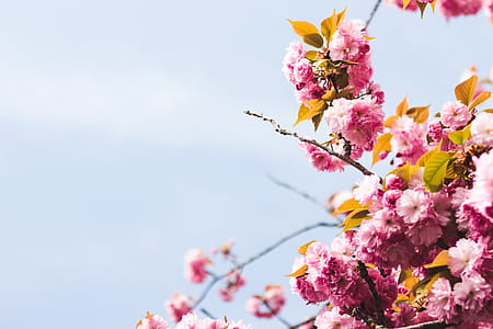 Close-Up Photography of Pink Flowers thumbnail
