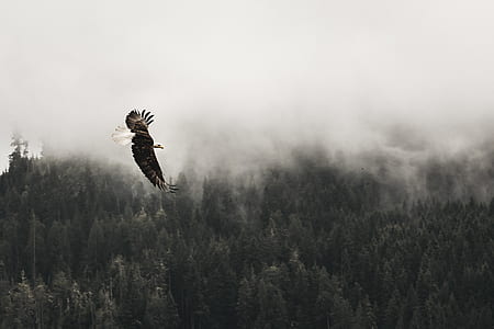 flying black eagle on air with forest on ground thumbnail