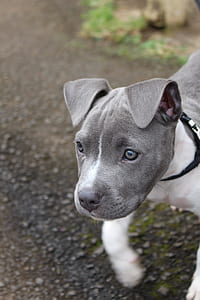 gray and white American pit bull terrier puppy outdoor thumbnail