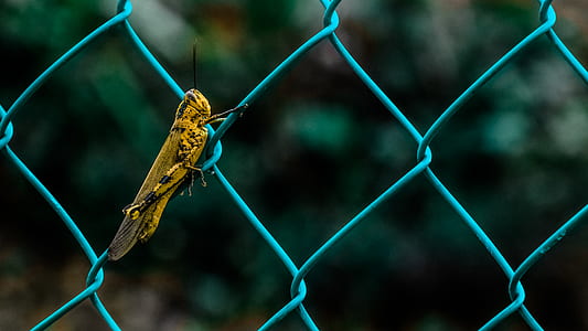 Yellow and Black Grasshopper on Teal Cyclone Wire Fence during Daytime in Shallow Focus Photography thumbnail