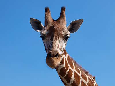 brown and white giraffe thumbnail