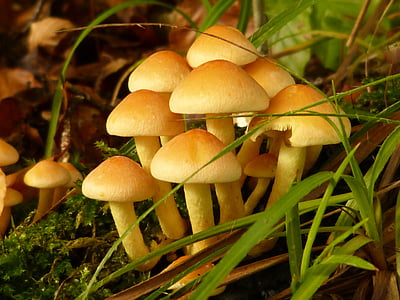 mushroom surrounded with green grassw thumbnail