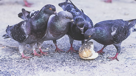 four black pigeons thumbnail