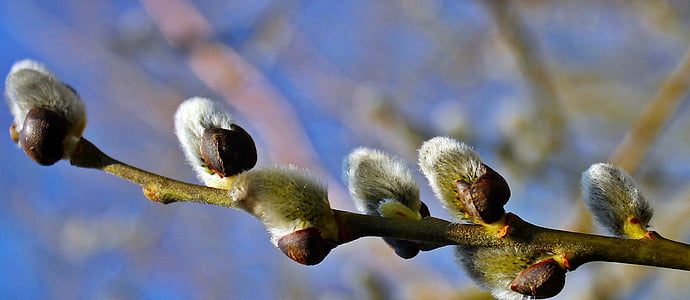 selective focus photography of tree twig thumbnail