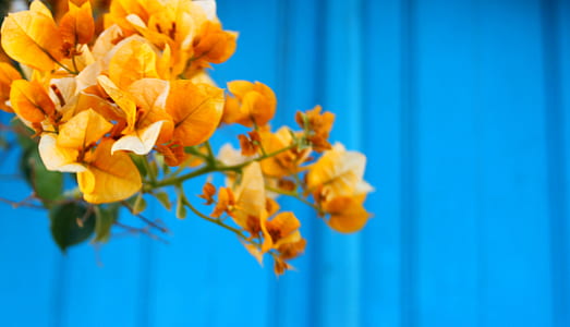closeup photography of yellow bougainvillea flowers thumbnail