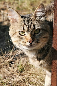 brown tabby cat thumbnail