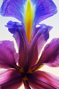 close-up photo of purple and blue petaled flower thumbnail