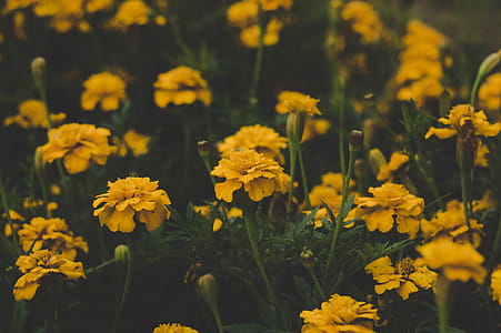 Shallow Focus Photography of Yellow Flowers thumbnail