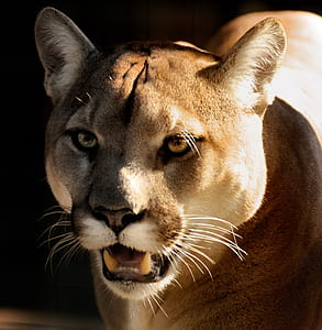 close up photography of lioness thumbnail