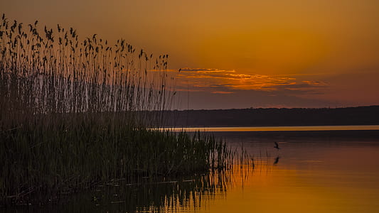 silhouette of plants beside body of water thumbnail