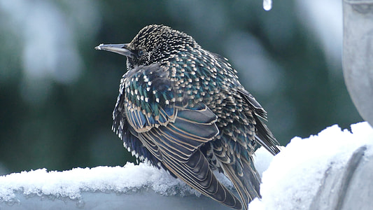 gray and green bird perching on statue covered with snow thumbnail