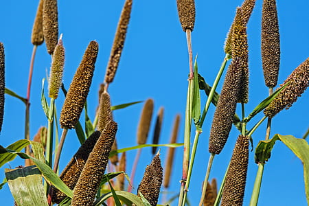 shallow focus photography of brown plants thumbnail