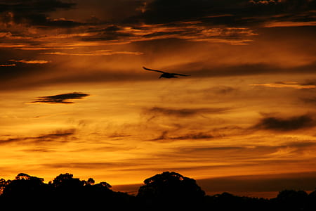 silhouette photo of tree at golden hour thumbnail