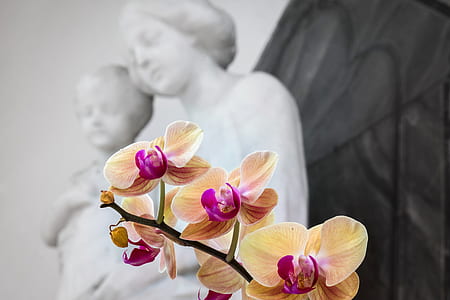 yellow orchid flowers thumbnail