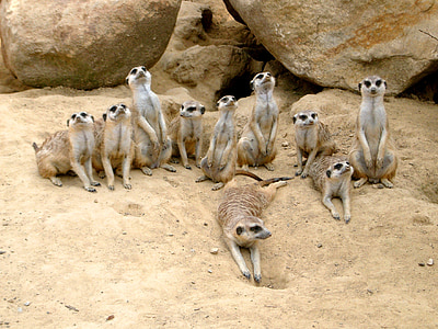 group of meerkats on ground thumbnail
