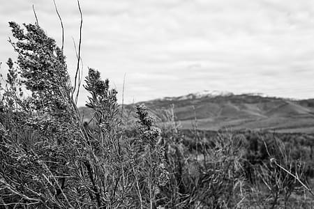 Greyscale Photo of Grass thumbnail