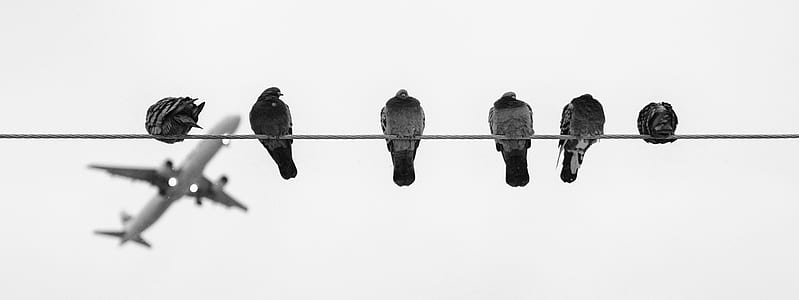 Black and Grey Birds on Wire during Daytime thumbnail