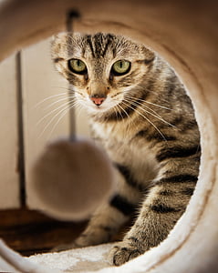 silver tabby cat thumbnail