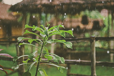 close-up photo of green plant during rain thumbnail