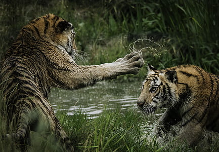 two tiger fighting in body of water thumbnail