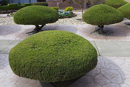 green leafed trees during daytime thumbnail