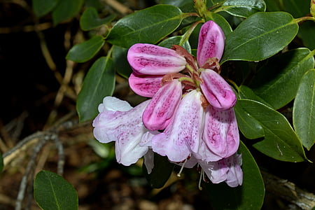 pink-and-white cluster bell flower thumbnail