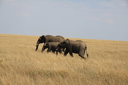 three black elephants on brown grass field thumbnail
