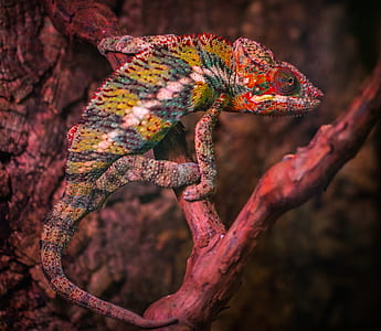 Veiled Chameleon thumbnail