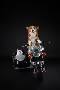 Pembroke Welsh corgi and Persian riding motorcycle thumbnail