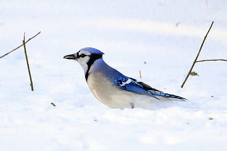 Blue Jay on snow field thumbnail