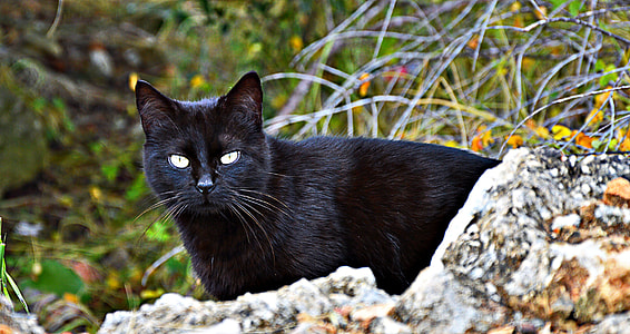 Bombay cat near brown and white stone at day thumbnail