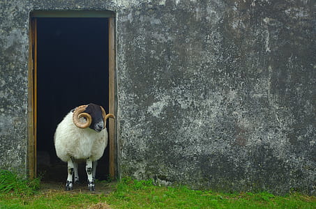 white and black sheep thumbnail