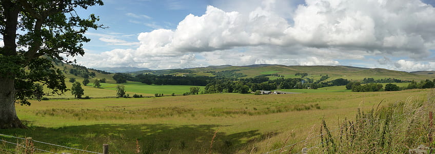 green grass field thumbnail