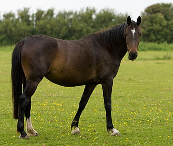 brown horse thumbnail