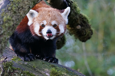 red panda standing on tree branch close-up photo during daytime thumbnail