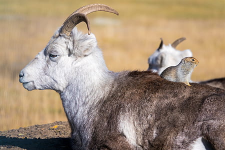 white and brown ram with on selective focus photo thumbnail