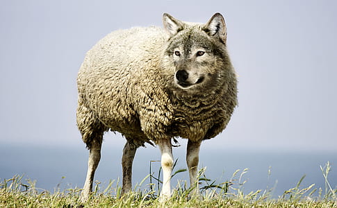 sheep with photo edited wolf head thumbnail